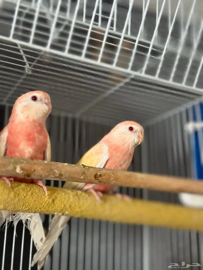 بركي بركيت 0