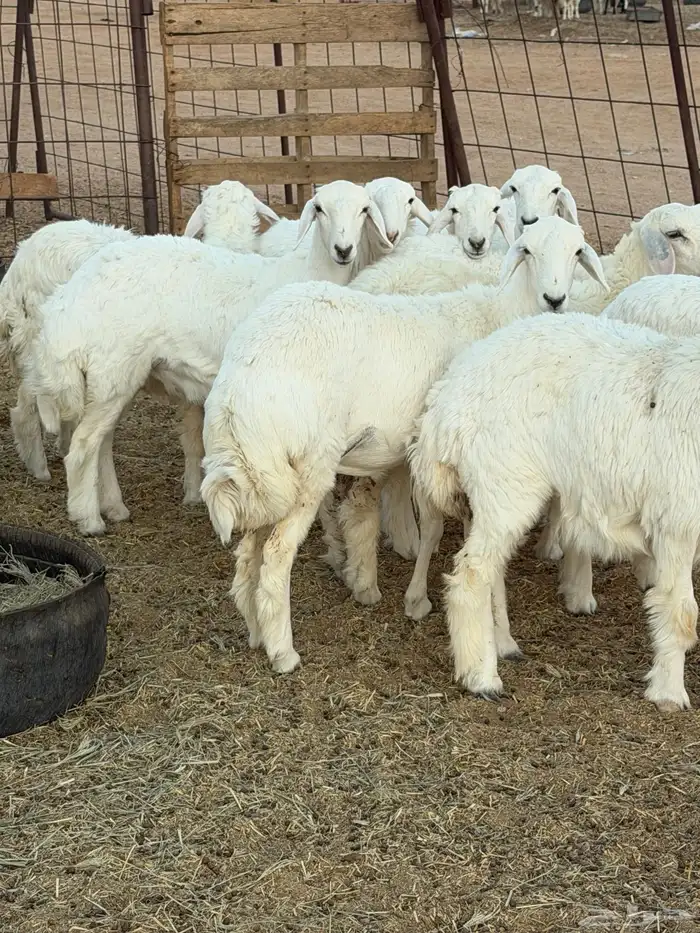 للبيع جذعات رخال حري 0