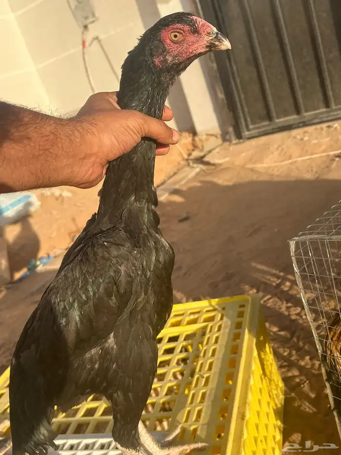 دجاج شامو ياباني الماني (تفريد جمله) أسعار مميزه 0