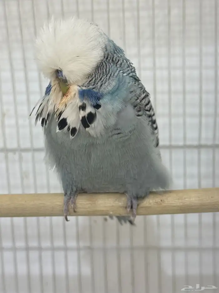 للبيع زوج انجليزي مستوي معاه بيض مخصب 0