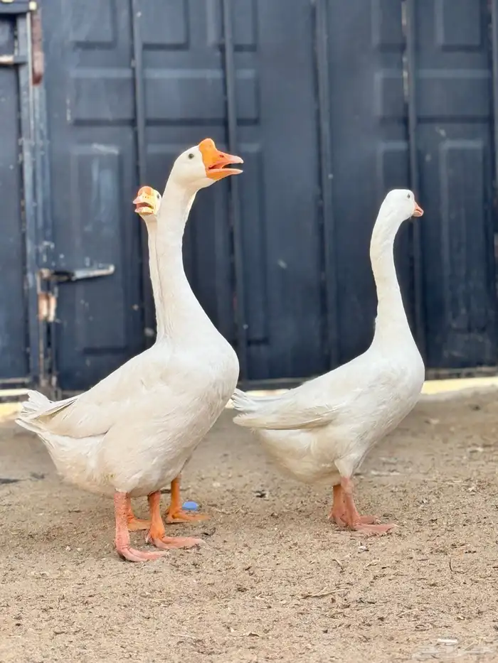 طقم وز بلغاري 4