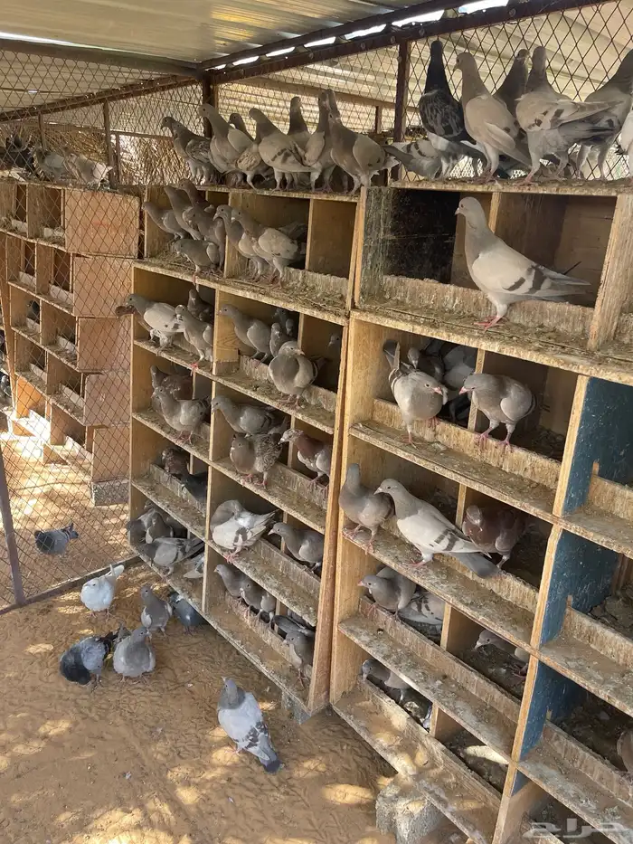 للبيع فراخه فرنسي سلفر وزاجل 2