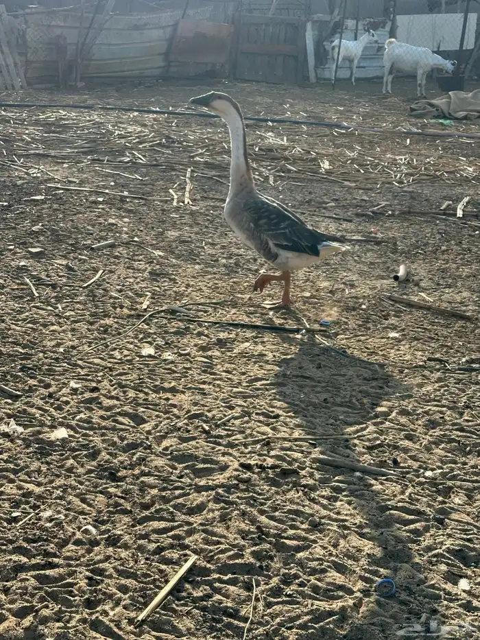 للبيع زوج وز عراقي اصيل وذكر بلغاري 2