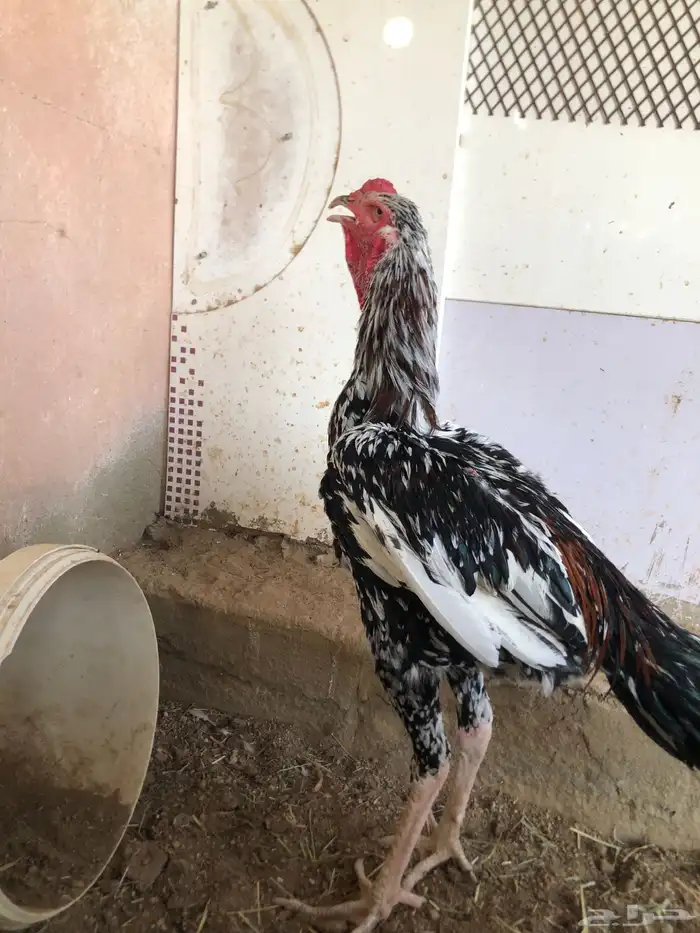 ديك سندي نسل غبشان 0