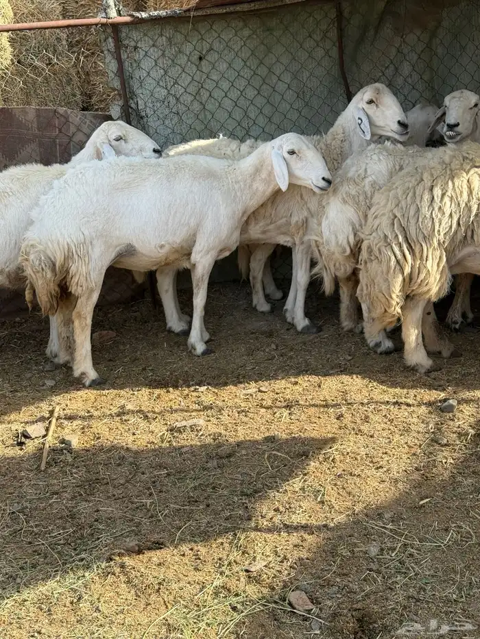 ضان مراح للبيع 1