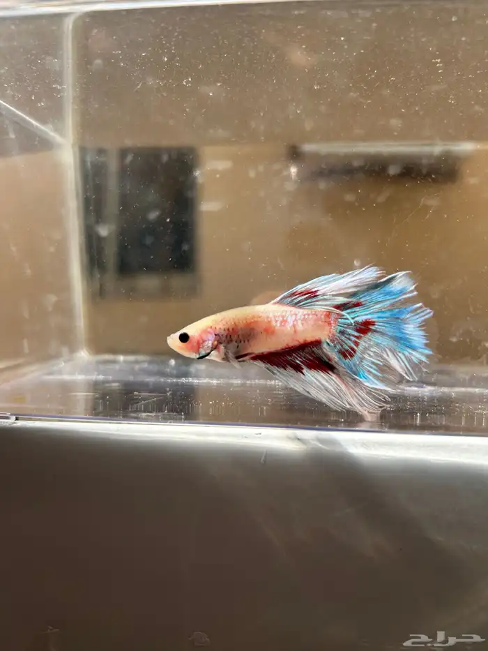 سمك فايتر الوان جميله و أشاكل رائعه مشاء الله 4