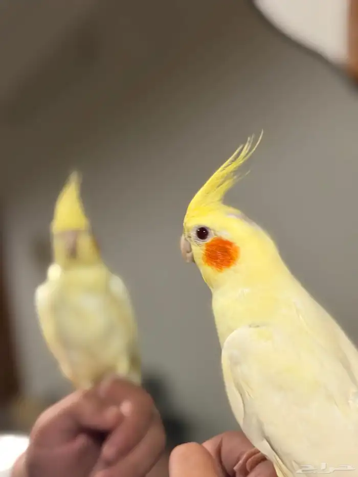 عرض لكم كروان لاتينو متكلم اليف مع الكبير والصغير 1