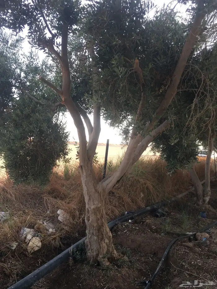 شجر ساق زيتون معمراشجار زيتون ساق معمر 33