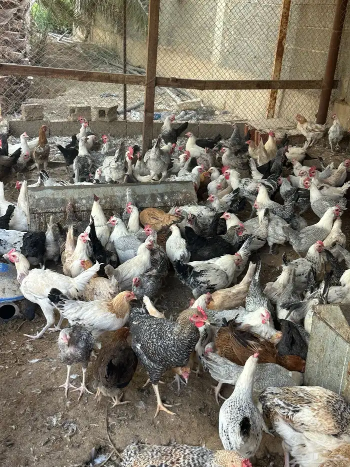 دجاج بلدي وفيومي ألمونيوم للبيع 0