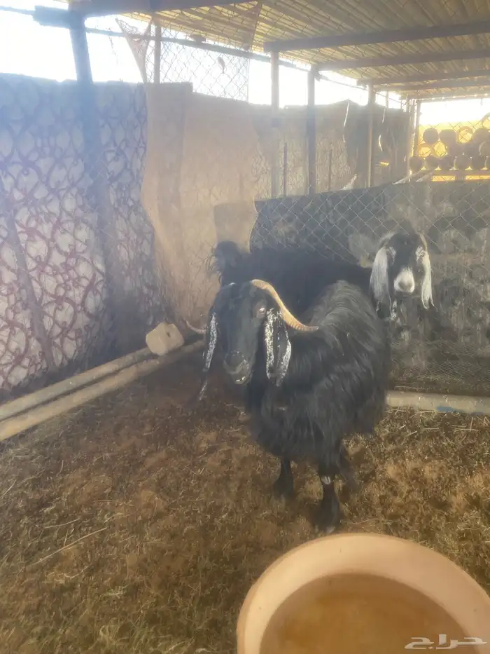 للبيع معزا 5