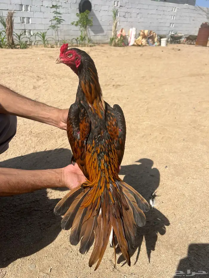 للبيع ديك باكستاني ميوالي بيور 1