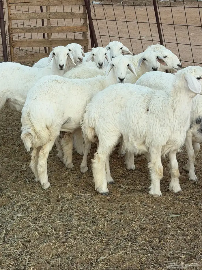 للبيع جذعات رخال حري 1