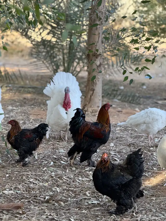 دجاج براهما 4