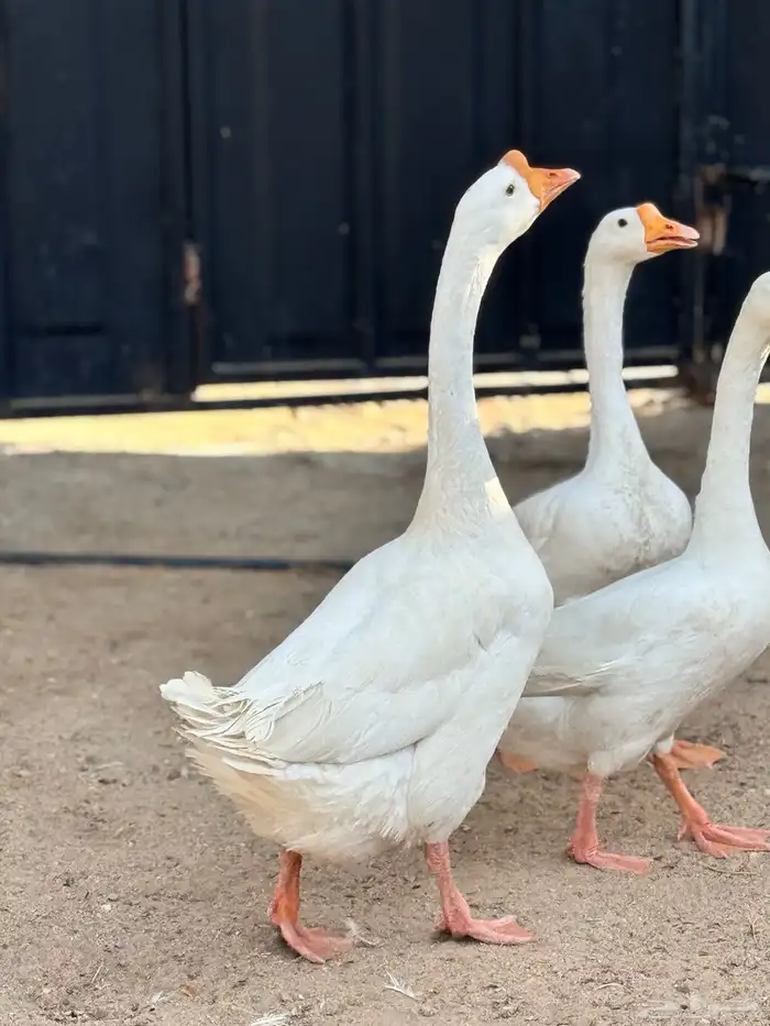 طقم وز بلغاري 1