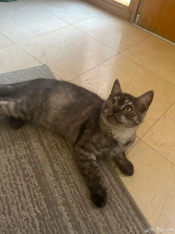 قط سكوتش ستريت للبيع 1