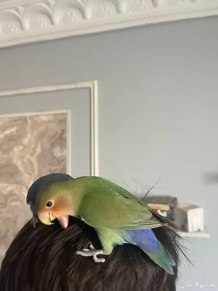 فرخين روز هدد داخلي 2