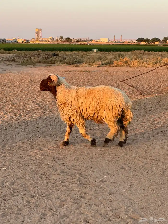 فحل نعيمي صنف 1