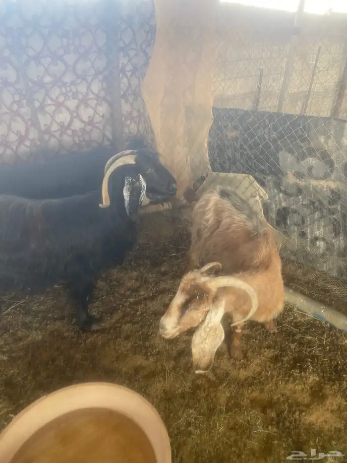 للبيع معزا 0