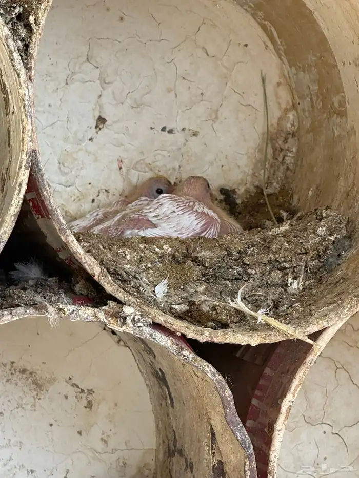 عشه زاجل ابيض صك 7