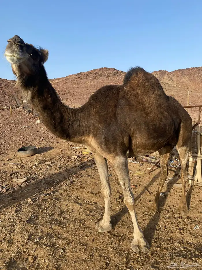 ناقه كنانيه ضريبه تحتها بكره طيبه منوة القناي 5