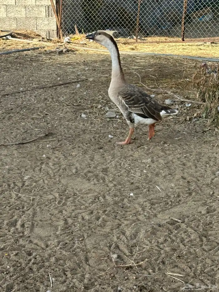 للبيع زوج وز عراقي اصيل وذكر بلغاري 1