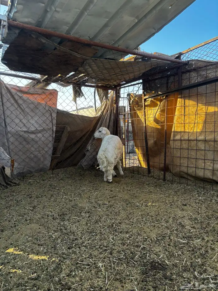 خروف ذبيحه 2