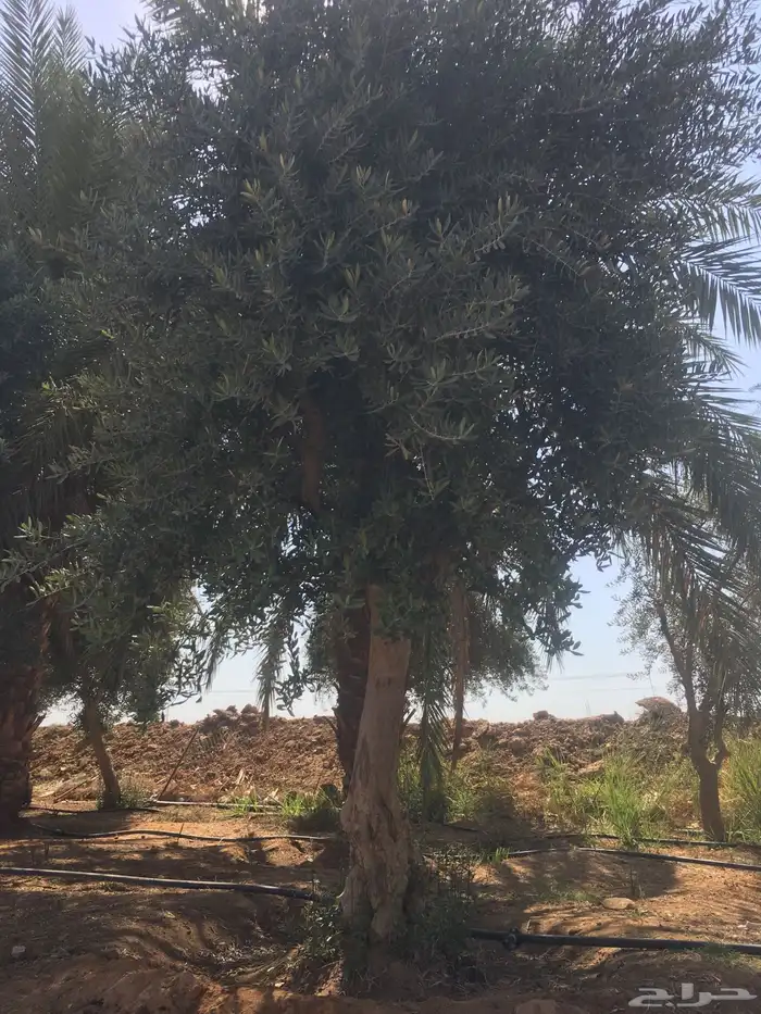 شجر ساق زيتون معمراشجار زيتون ساق معمر 21