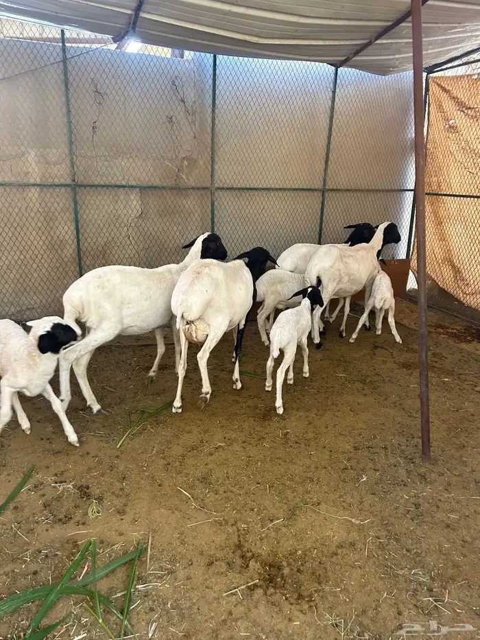 للبيع بربر العد 4 متابيع 0