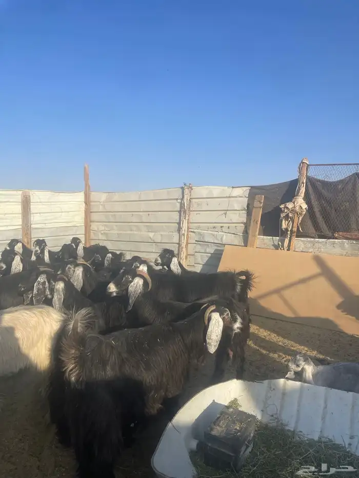 معزا عوارض 34 تحتها 13 فيه 3 متاومات 0