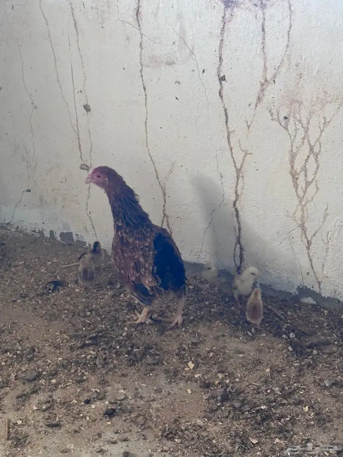 دجاج بلدي 2