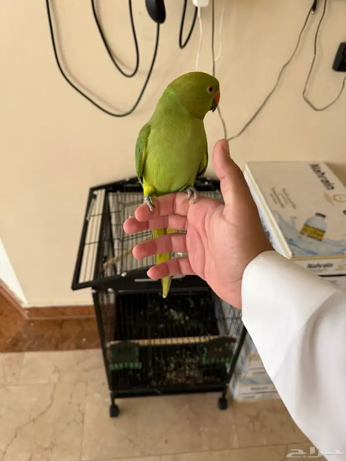 للبيع طير الدره 0