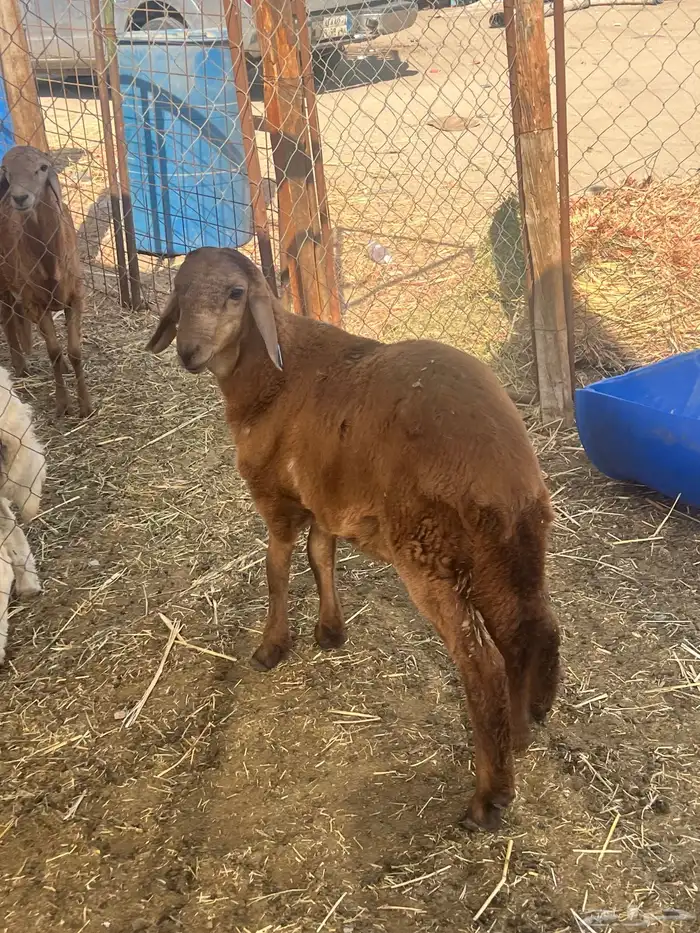 سواكنى تربيه ( تم البيع ) 0