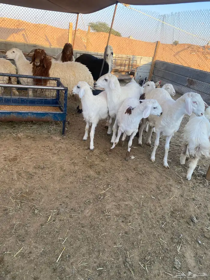 ذبايح طيبه نعيمي وحري 11