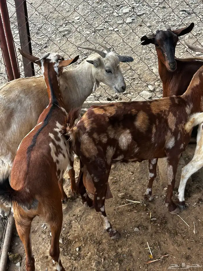 غنم دهم للبيع 5