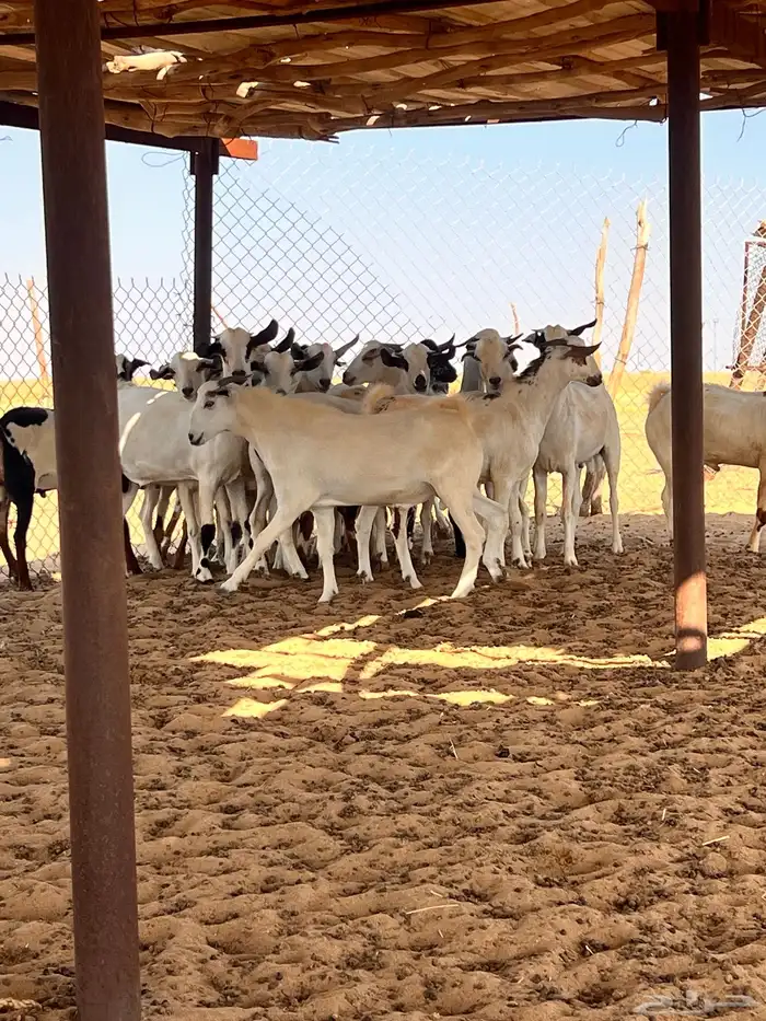 تيوس اضاحي 1