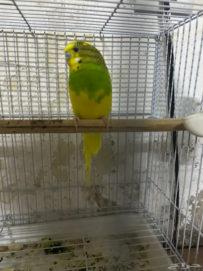 سلام عليكم ذكر بادجي 3