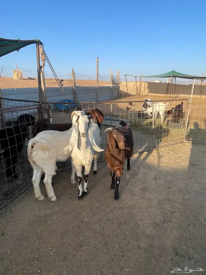 للبيع عدد5جفار مشاريك قبرصيه مصريه 1