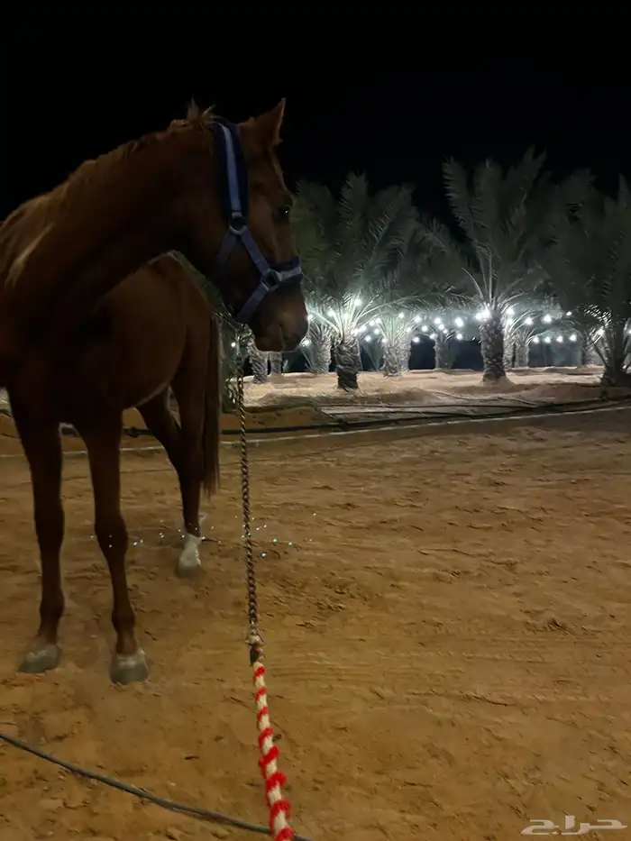 حصان طيب للتدريب 0