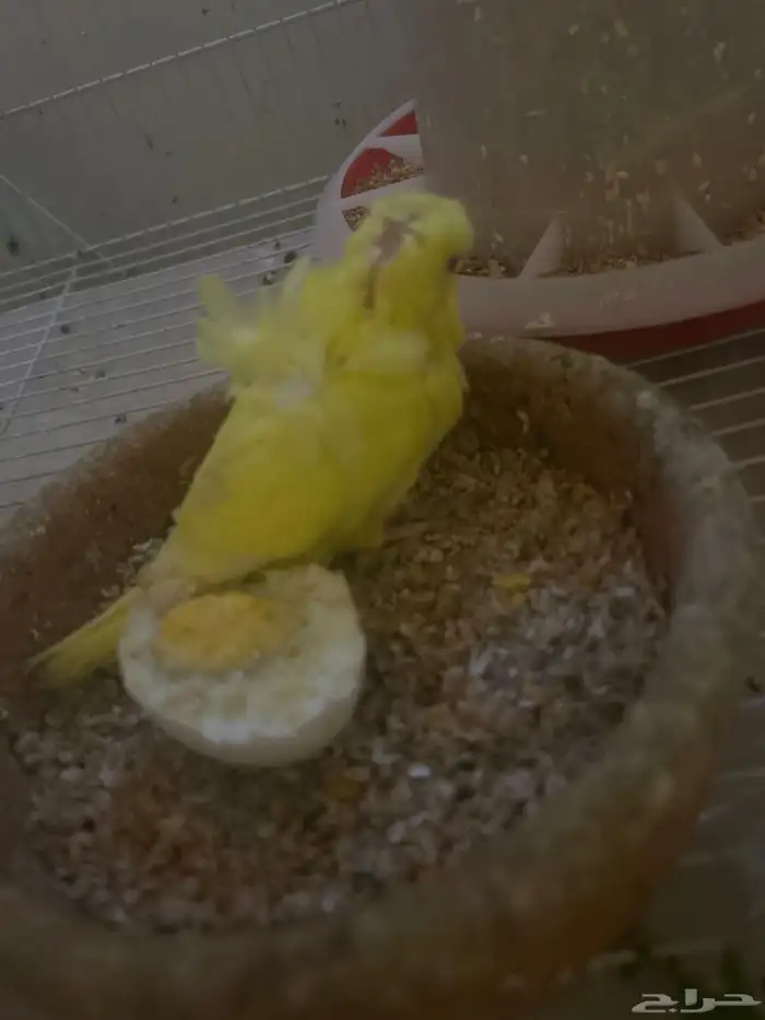 هوقو. فروخ 3