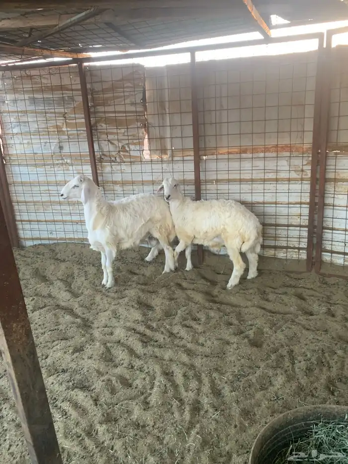 طليان العدد 2 3