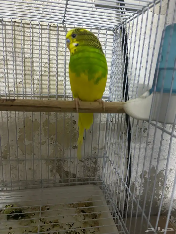 سلام عليكم ذكر بادجي 4