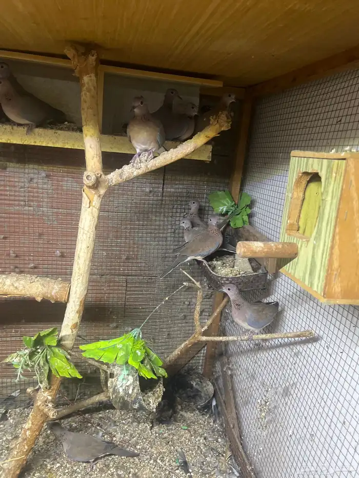 قماري بلدي 1