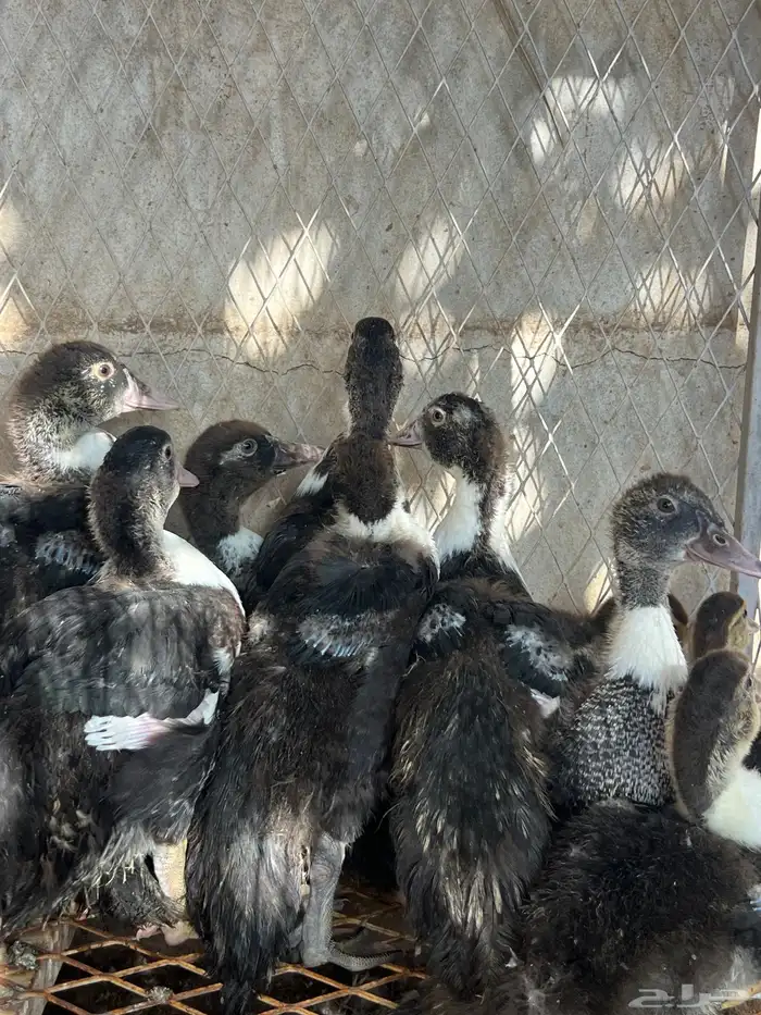 فراخه بط مصري 1