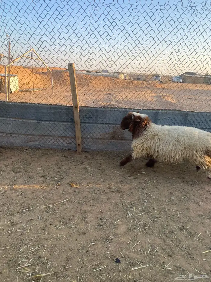 ذبايح طيبه نعيمي وحري 3