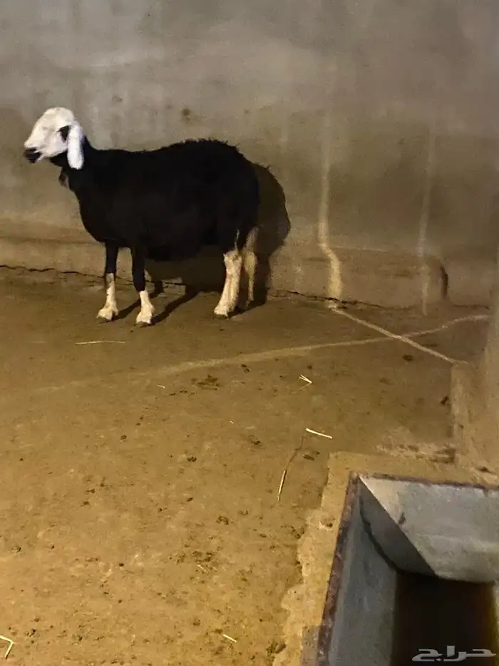 للبيع شاه نجديه حايل 9