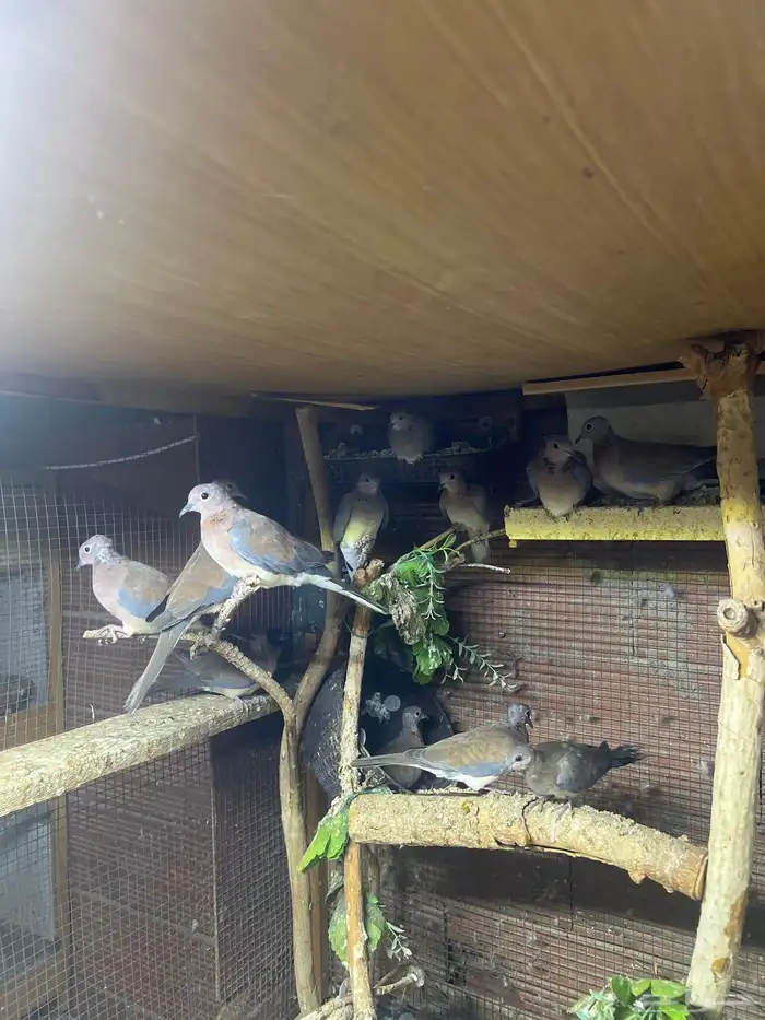 قماري بلدي 0