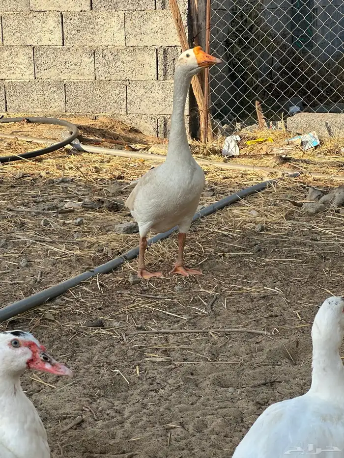 للبيع زوج وز عراقي اصيل وذكر بلغاري 4