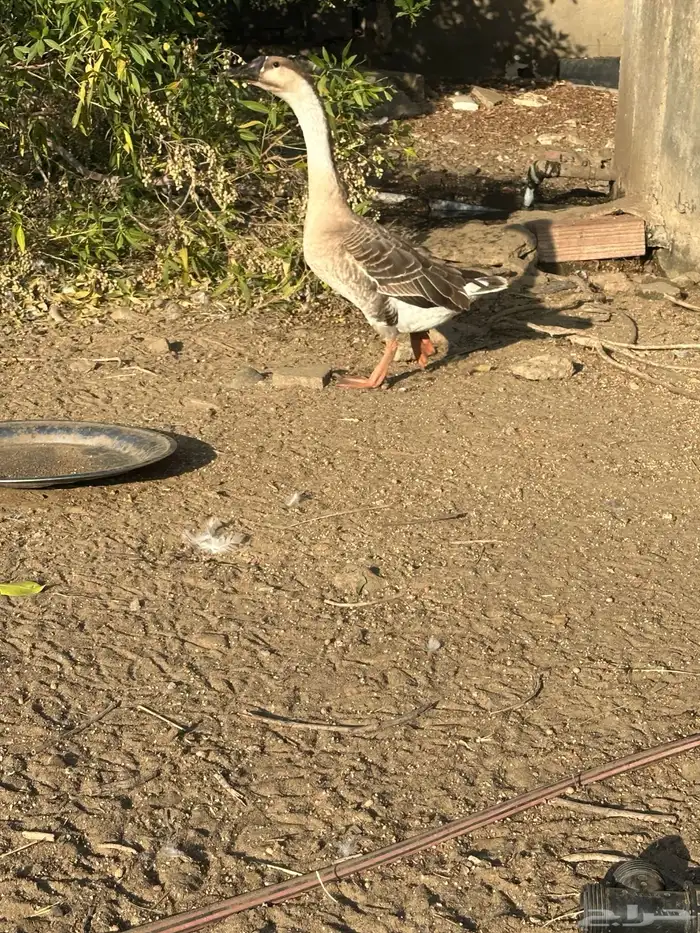 للبيع زوج وز عراقي اصيل وذكر بلغاري 0