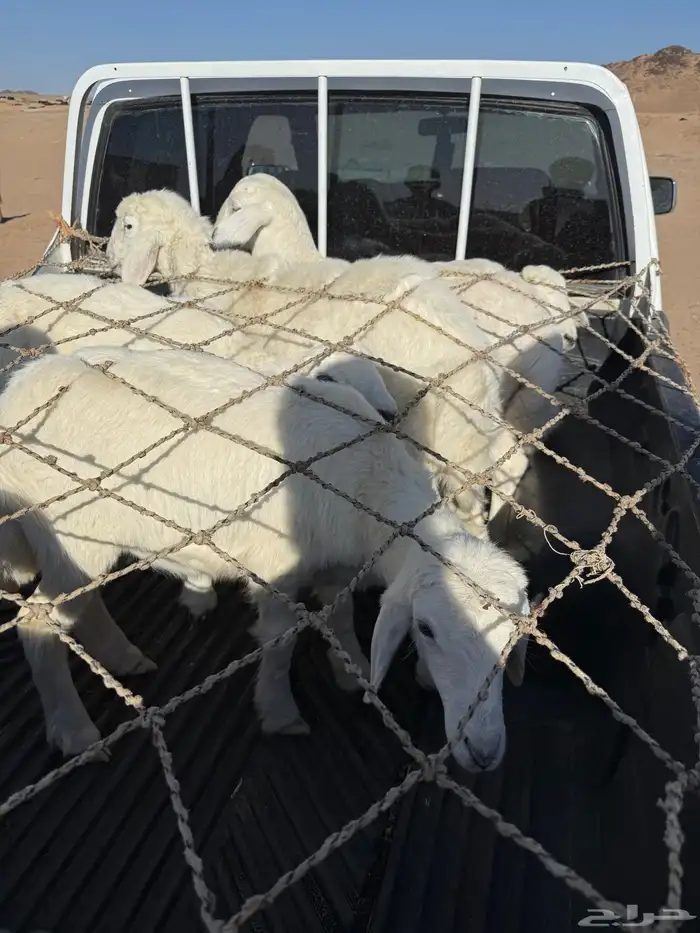 بهم تربيه طرف وشعره 1