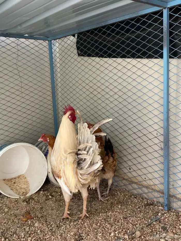 ديك ودجاج للبيع 1